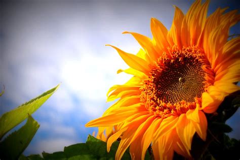 Sunflowers for the summer solstice – Unlocking Words