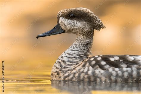 Marbled Duck Or Marbled Teal Marmaronetta Angustirostris With