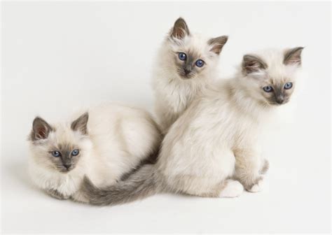 Birman Cat Breed Information Pictures Characteristics And Facts