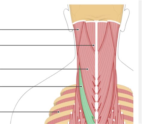 Neck Muscles Diagram Quizlet