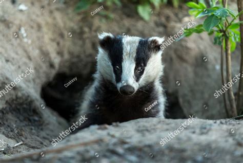 Badger Wild Native European Badger Emerging From The Badger Sett