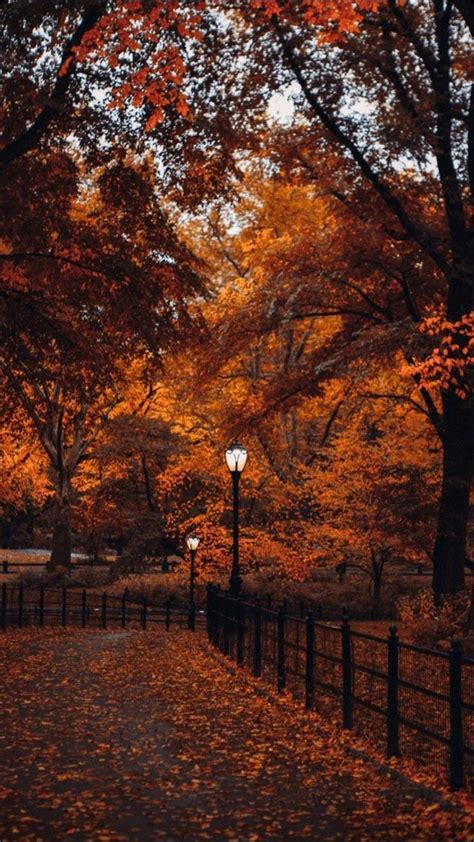 Forest Night Aesthetic || Autumn Aesthetic || Fall Photography ...