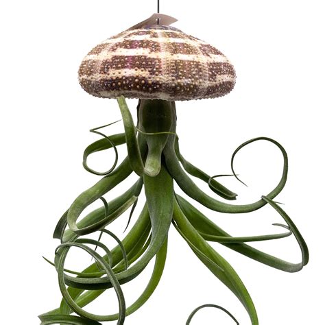 BubbleBlooms Large Tillandsia Jellyfish Big Hanging Air Plant With