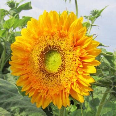 Sunflower Seeds Double Sun - Helianthus | American Meadows