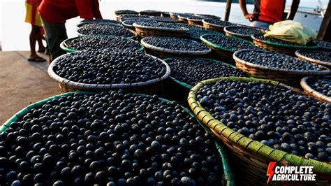 How To Harvest Acai Berry Brazilian Acai Berries Cultivation Açaí