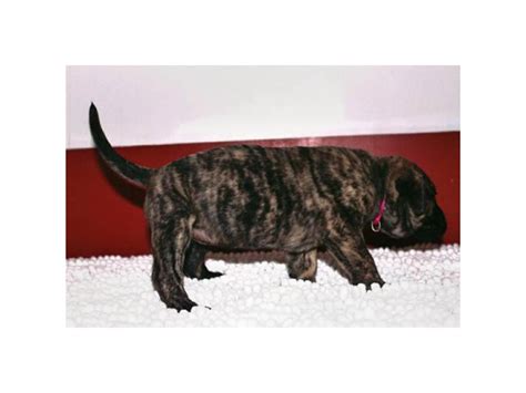 Presa canario puppy Philadelphia - Puppies for Sale Near Me