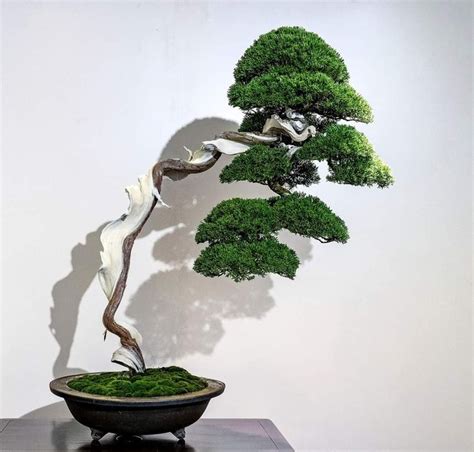 Pin Oleh Kevin Maxwell Di Bonsai