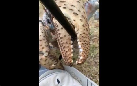 Monster Crab kontra australijscy golfiści na Wyspie Bożego Narodzenia