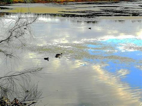 「澳大利亞」雪梨羅茲奧林匹克公園令人驚艷的鹽沼 每日頭條