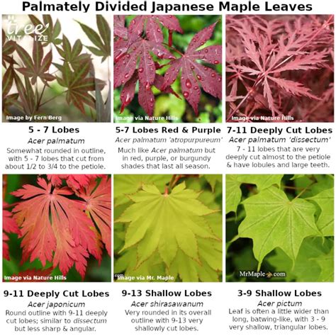 Different Types Of Japanese Maple Trees Identifying Features