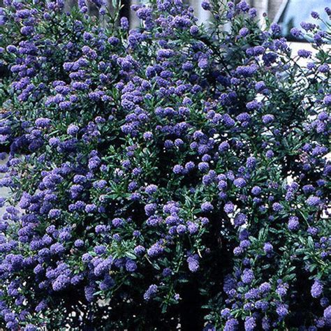 Buy Californian lilac Ceanothus Skylark: £69.99 Delivery by Crocus Dark Blue Flowers, Lilac ...