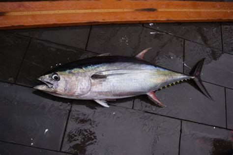 Yellowfin Tuna Animal Facts And Information