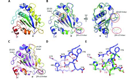 Crystal Structures Of The Ns Nuc Protein A Cartoon Presentation Of