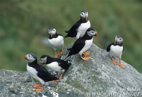 Puffin Photos, Puffin Images, Nature Wildlife Pictures | NaturePhoto