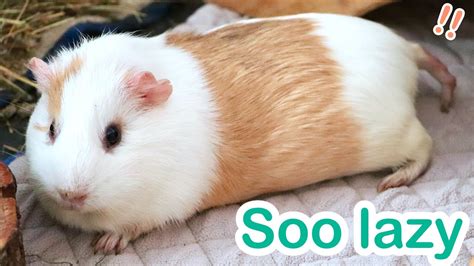 Lazy Guinea Pigs Compilation Youtube