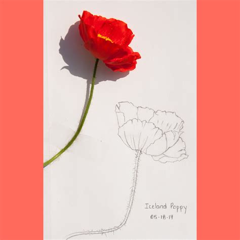 Iceland Poppy Sketch - Creative Rituals