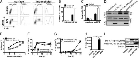 Inflammasome Activation And Il 1β Target Il 1α For Secretion As Opposed