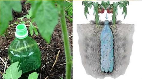 Comment Fabriquer Un Arrosage Automatique Pour Tomates Avec Une