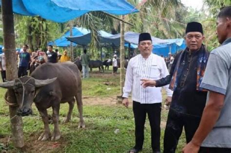 Intip Keseruan Festival Bantai Adat Tradisi Potong Kerbau Masyarakat