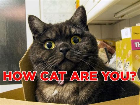 cat  youyou     cat     aloof