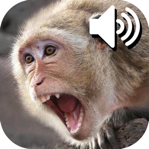 Monkey Sounds - Apps on Google Play