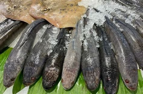 Dijual Murah Di Indonesia Siapa Sangka Ikan Jenis Ini Justru Jadi Obat