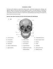 Skeletal System Docx The Skeletal System The Bones Of The Skeleton