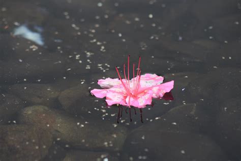 Free Images Water Plant Rain Leaf Flower Petal Reflection