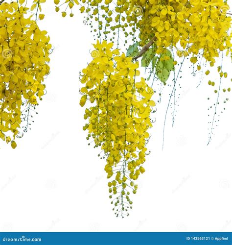 Cassia Fistula Flower Stock Image Image Of Blossom 143563121