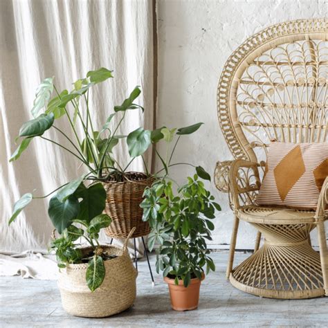 30 Best Indoor Plants to Create a Chic Boho Interior - The Girl with a ...