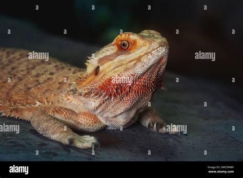 Central Bearded Dragon Lizard Pogona Vitticeps Stock Photo Alamy