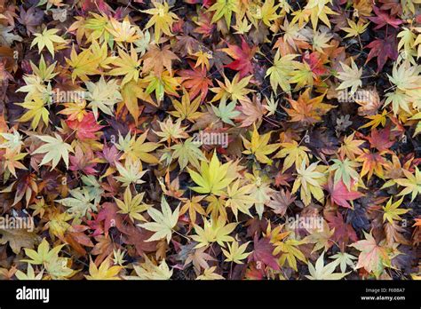 Acer Leaves Japanese Maple Leaves Changing Colour In Autumn Fallen