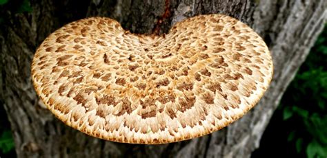 how to clean pheasant back mushrooms