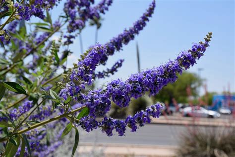 Plant Of The Month Vitex Or Chaste Tree Water Use It Wisely