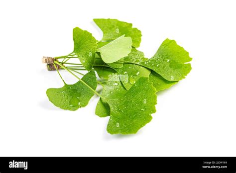 Green Leaves Of Ginkgo Biloba With Water Drops Or Dew Isolated On White