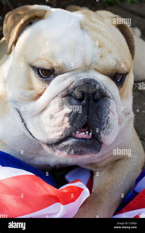 Standard Englische Bulldogge Fotos Und Bildmaterial In Hoher