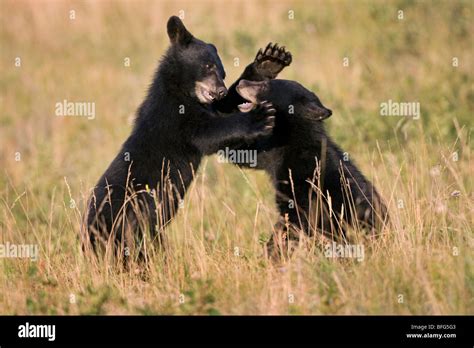 Black Bears Cubs