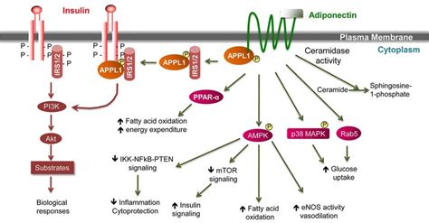 Figure 2 Schematic Representation Of Adiponectin Signal Transduction