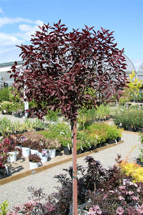 Prunus X Cistena 01 Purple Leaf Sand Cherry Tree Cedar Ri Flickr