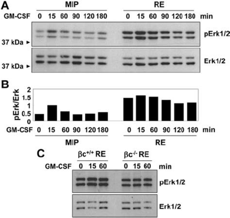 Constitutively Elevated Phosphorylation Of Erk12 In Runx1 Eto Cells