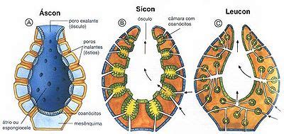 Anatomia De Una Esponja