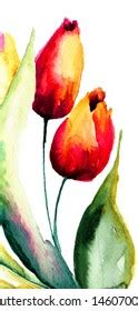 Tulips Flowers Watercolor Painting Stock Illustration 146070029