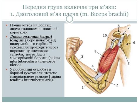 Функціональна анатомія верхньої кінцівки - презентация онлайн