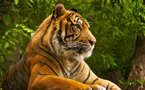 Relaxing Tiger Wallpapers Wallpaper Cave