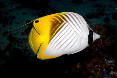 Threadfin Butterflyfish – Facts and Photographs | Seaunseen