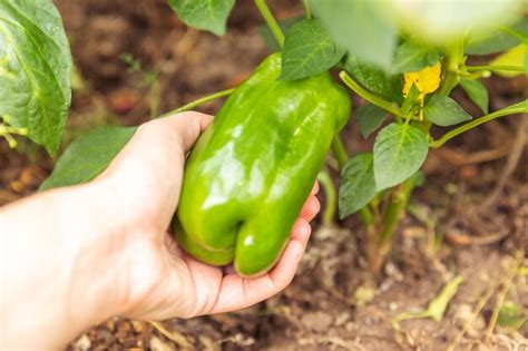 Premium Photo Gardening And Agriculture Concept Female Farm Worker