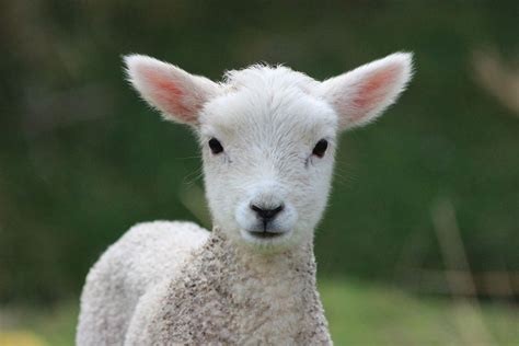 75 Lamb Names For Your Cute Companion | Kidadl