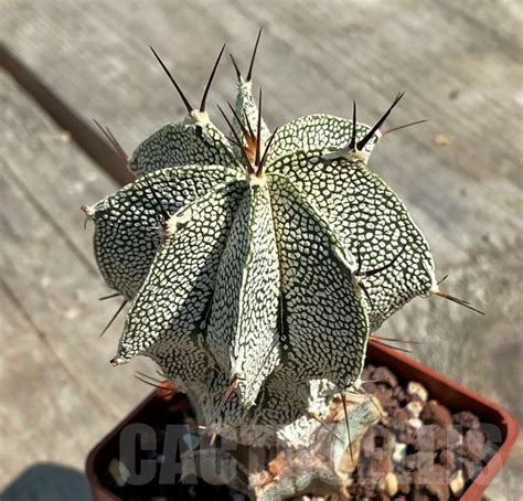 SHPR12641 Astrophytum Myriostigma Onzuka X Ornatum Grafted