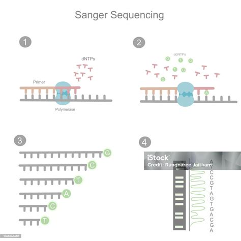 The Workflow Of Sanger Sequencing In The First Generation For