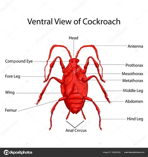 Carta Educativa De Biolog A Para La Vista Ventral Del Diagrama De Las